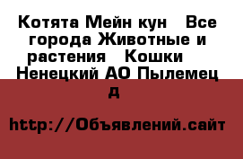 Котята Мейн кун - Все города Животные и растения » Кошки   . Ненецкий АО,Пылемец д.